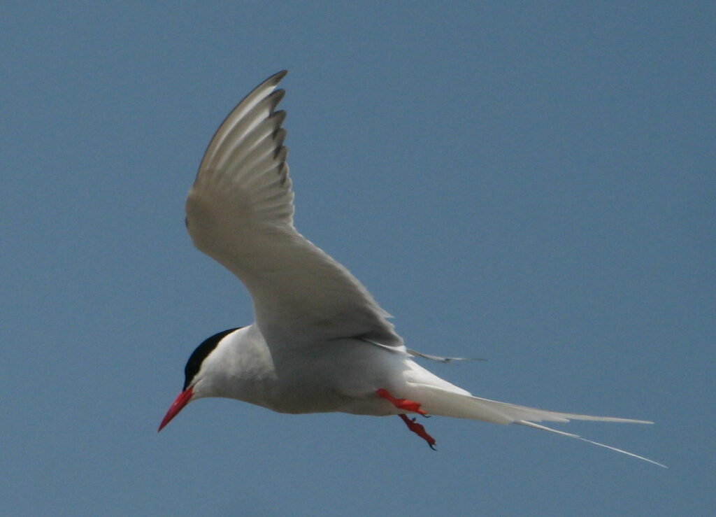 Sterne oiseau marin Les Quatre Maries aux Saintes Maries de la Mer